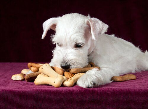 biscotti per cani