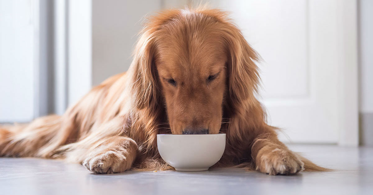 bocconcini per cani