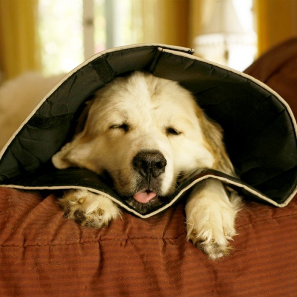 collari protettivi per cani
