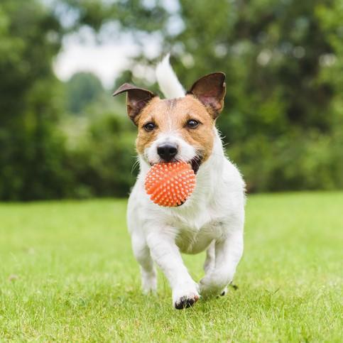 giochi con squeak