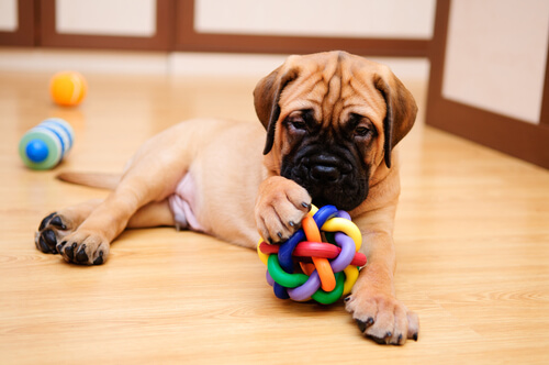 giochi interattivi per cani
