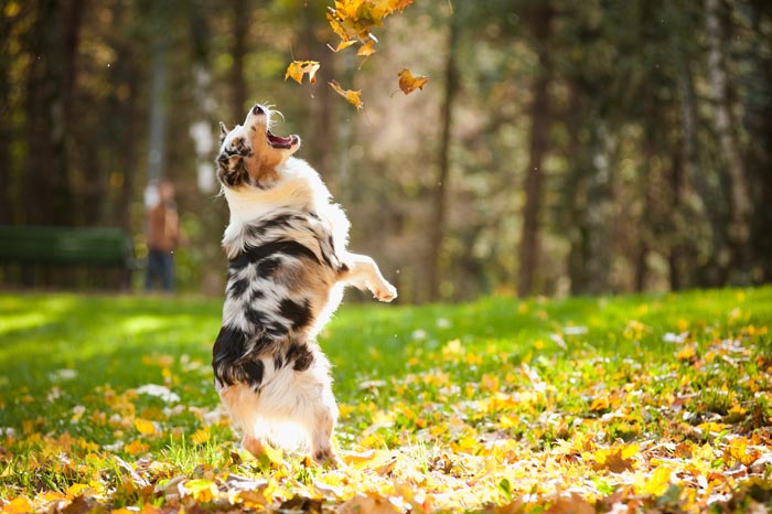 puntatori laser per cani