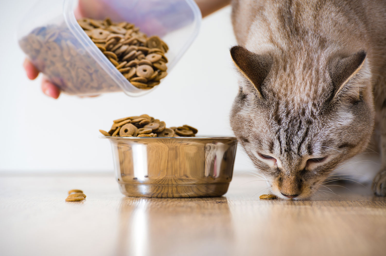 integratori e vitamine per gatti