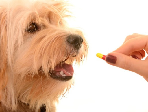 medicinali per cani