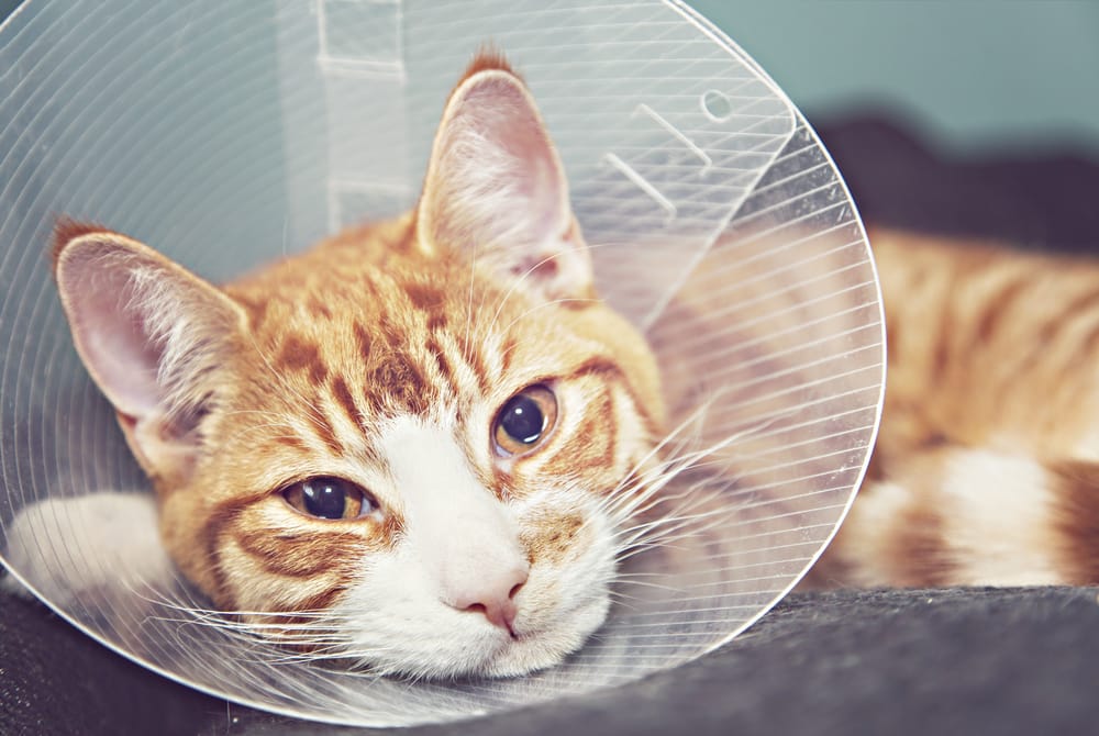 medicinali per gatti