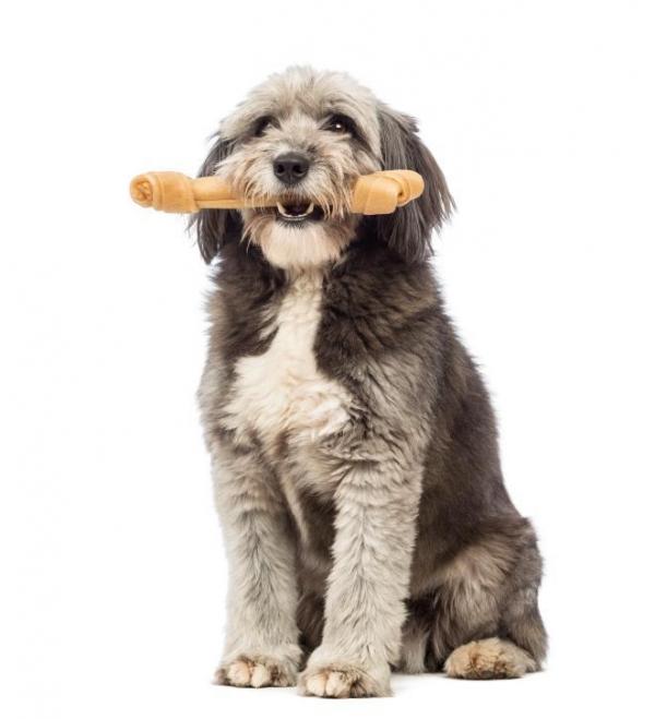 ossi per cani