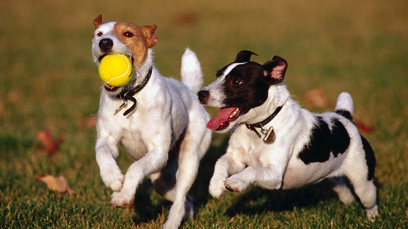 palline per cani
