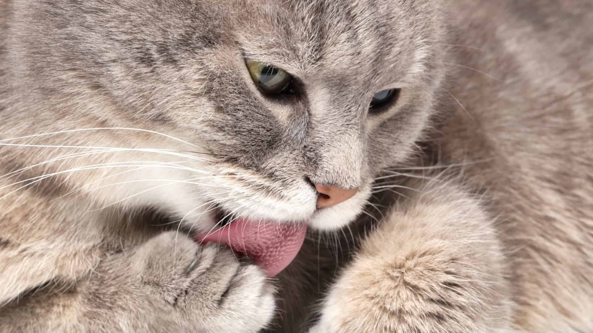 paste e gel anti-bolo di pelo per gatti