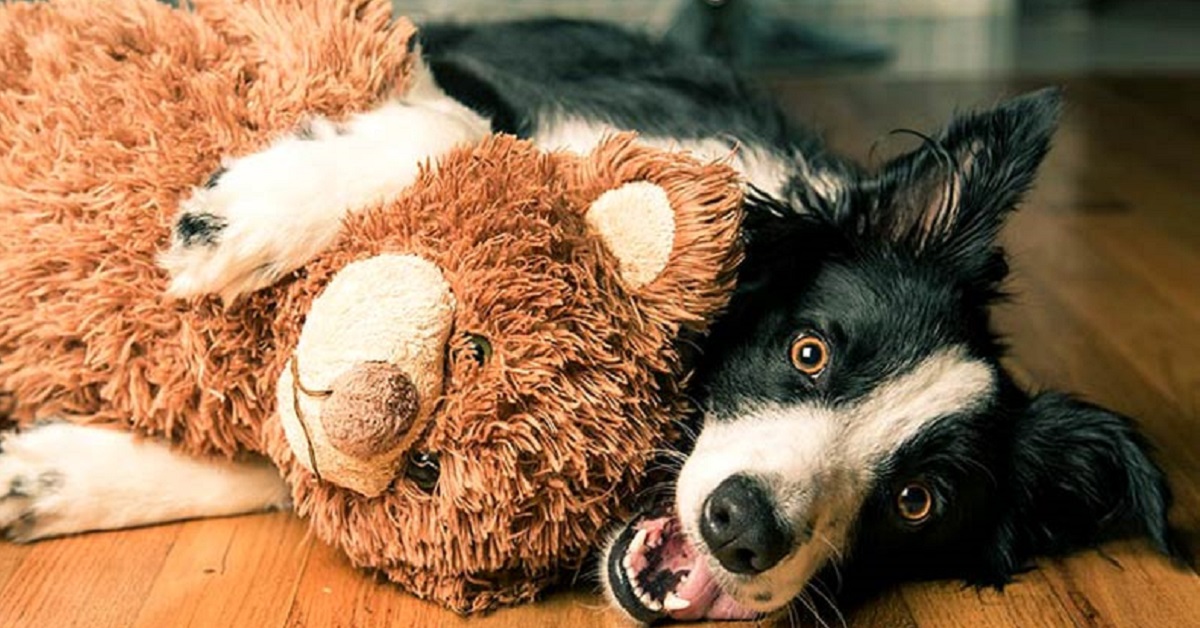 peluche per cani
