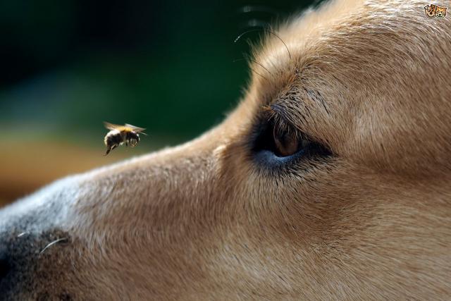 repellenti per insetti