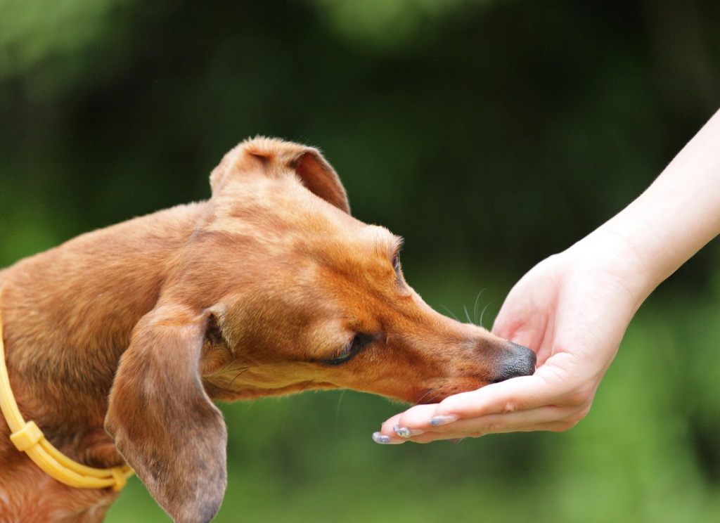 snack attorcigliati per cani