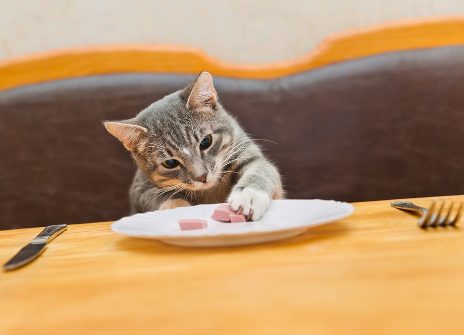 snack per gatti
